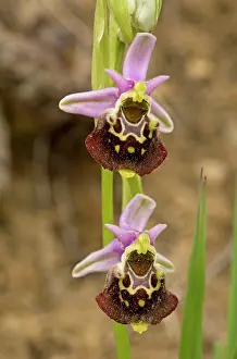 Ophrys: Late Spider Orchid in flower (very rare in UK)