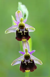 Pollinating: Late Spider orchid (Ophrys fuciflora) Common orchid