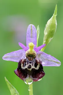 Pollinating: Late Spider orchid (Ophrys fuciflora) Common orchid