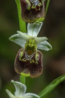 Late: Late spider-orchid, Ophrys fuciflora in flower o