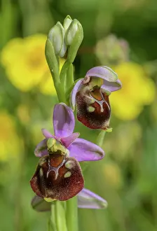Orchids: Late spider orchid, Ophrys holosericea, in flowe