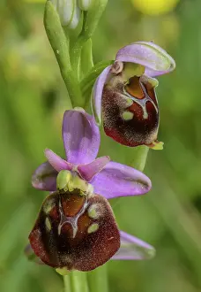 Orchids: Late spider orchid, Ophrys holosericea, in flowe