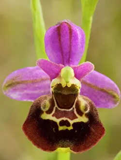 Fuciflora: Late Spider Orchid - Very rare in UK, on chalk grassland