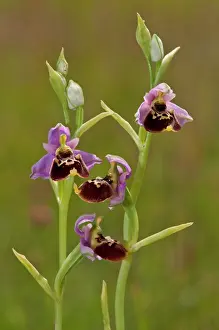 Weaving: Late Spider Orchid / the weaving plants