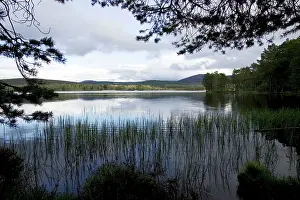 Lochs: Late spring evening Loch Garten - RSPB Abernethy