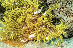 Scorpionfish: Lateral close-up of head of well-camouflaged yellow