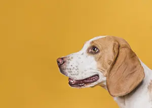 Luck: lateral view dog with beautiful eyes. Resolution