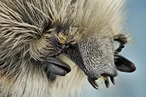 Chafer: Lateral view of a flower beetle, larvae feed on