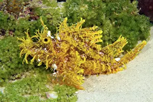 Scorpionfish: Lateral view of Yellow popeyed scorpionfish (Rhinopias