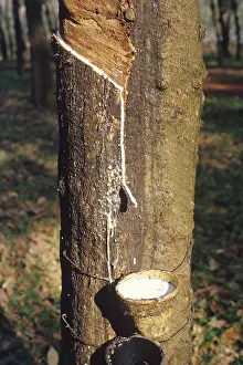 Materials: Latex rubber plantation, Malaysia