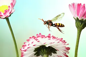 Nomad: Lathbury's Nomad (Nomada lathburiana) in flight