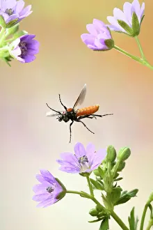 Plan: LATINLOC1 (Athalia rosae), in flight on flowers