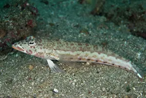 Parapercis: Latticed Sandperch resting on sand