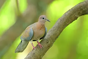 Riverine: Laughing Dove