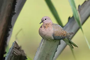 Senegalensis: Laughing Dove