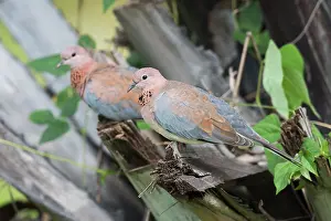 Streptopelia: Laughing Dove