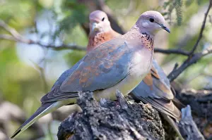 Senegalensis: Laughing Dove
