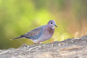 Streptopelia: Laughing dove