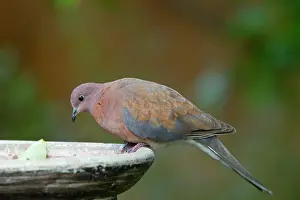 Streptopelia: Laughing Dove - in breeding plumage drinking from bird bath