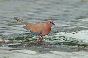 Streptopelia: Laughing Dove - in breeding plumage drinking from puddle