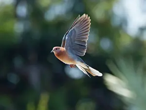 Streptopelia: Laughing Dove - in flight