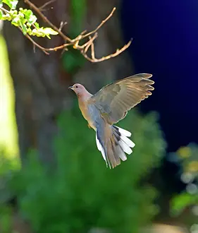 Streptopelia: Laughing Dove - in flight