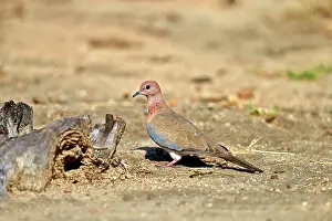 Senegalensis: Laughing Dove male