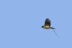 Cachinnans: Laughing Falcon