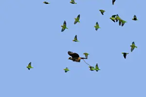 Cachinnans: Laughing Falcon