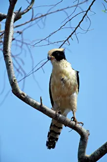 Cachinnans: Laughing Falcon