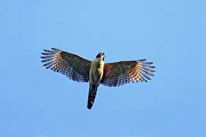 Cachinnans: Laughing Falcon in flight