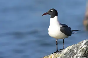 Atricilla: Laughing Gull