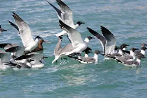 Atricilla: Laughing Gull