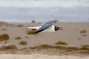 Atricilla: Laughing Gull