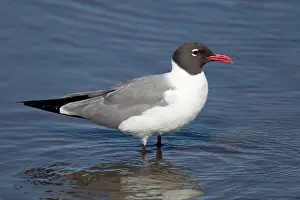 Atricilla: Laughing Gull