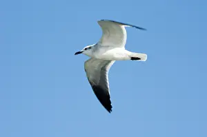 Caroline: Laughing Gull