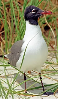 Atricilla: Laughing Gull