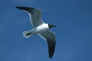 Stomach: Laughing Gull