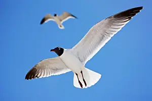 Atricilla: Laughing Gull - Adult in Breeding Plumage