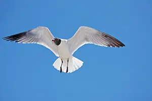 Atricilla: Laughing Gull - Adult in Breeding Plumage