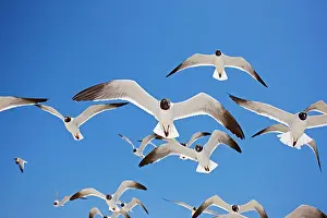 Atricilla: Laughing Gull - Adult in Breeding Plumage