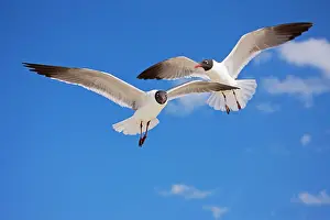 Atricilla: Laughing Gull - Adult in Breeding Plumage