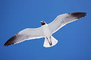 Atricilla: Laughing Gull - Adult in Breeding Plumage