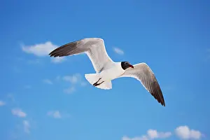 Atricilla: Laughing Gull - Adult in Breeding Plumage