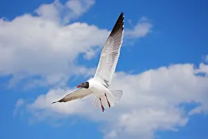 Atricilla: Laughing Gull - Adult in Breeding Plumage