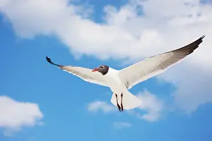 Atricilla: Laughing Gull - Adult in Breeding Plumage