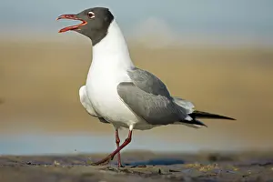Atricilla: Laughing Gull - Adult in Breeding Plumage Calling