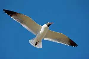 Atricilla: Laughing Gull - Adult in breeding plumage in flight