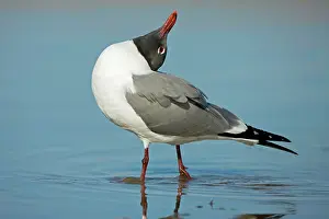 Atricilla: Laughing Gull - Adult in Breeding Plumage - Vocalizing