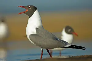 Atricilla: Laughing Gull - Adult in Breeding Plumage - Vocalizing